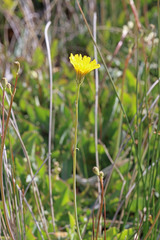 Crepis runcinata glauca