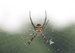 Argiope amoena