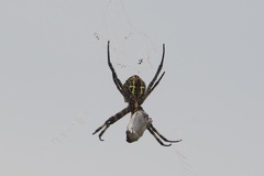 Argiope amoena