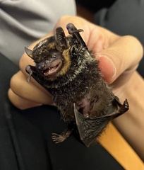 Thainycteris torquata