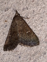 Hypenula cacuminalis