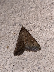 Hypenula cacuminalis