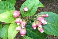 Paracopium australicum