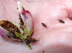 Paracopium australicum