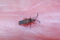 Paracopium australicum