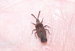 Paracopium australicum