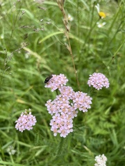 Achillea roseo-alba