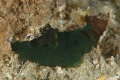 Tambja dracomus