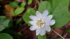 Passiflora foetida
