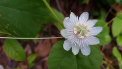 Passiflora foetida
