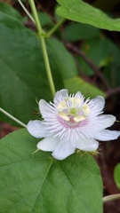 Passiflora foetida