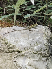 Diploderma splendidum