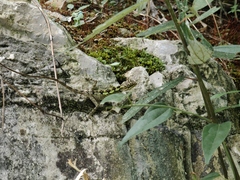 Diploderma splendidum