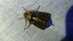 Heterochroma lineata