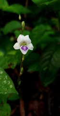 Asystasia intrusa