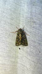 Heterochroma lineata