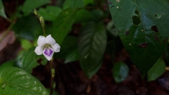 Asystasia intrusa