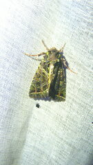 Heterochroma lineata