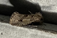 Acrolophus arcanella