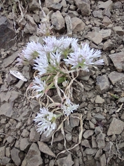 Allium crenulatum