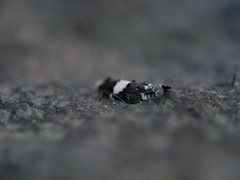 Recurvaria leucatella