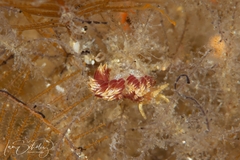 Facelina hartleyi