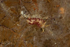 Facelina hartleyi