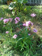 Dianthus barbatus