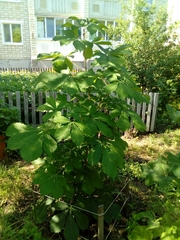 Aesculus hippocastanum
