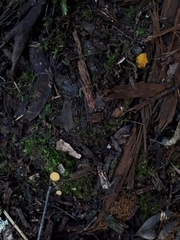 Phaeohelotium baileyanum