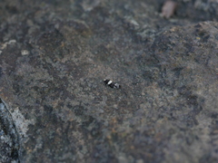 Recurvaria leucatella