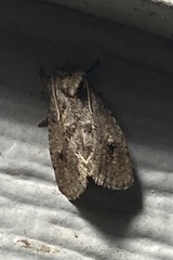 Acrolophus arcanella