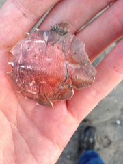 Blepharipoda occidentalis