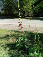 Alcea rosea