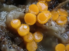 Cheilymenia coprinaria