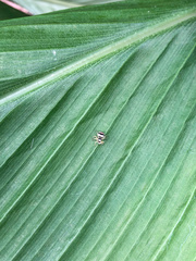 Phintella accentifera