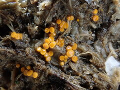 Cheilymenia coprinaria