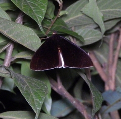 Lygniodes endoleucus