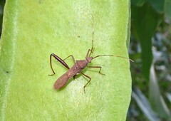 Riptortus abdominalis