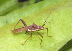 Riptortus abdominalis