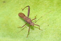 Riptortus abdominalis