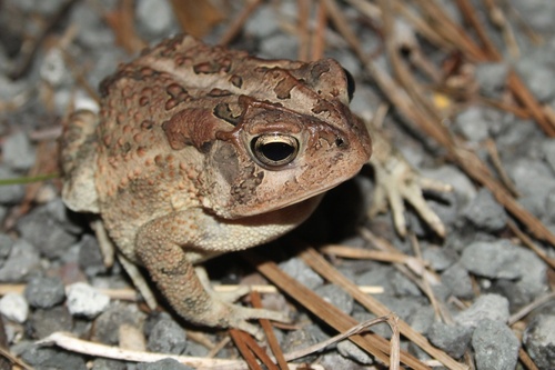Southern Toad, photo 9 of 10