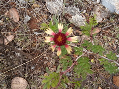 Gaillardia mexicana