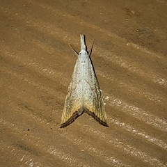 Haimbachia squamulellus