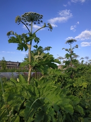 Heracleum sosnowskyi
