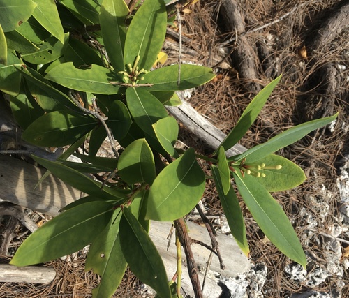 Phaleria disperma observed 2022-07-03