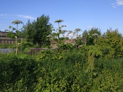 Heracleum sosnowskyi