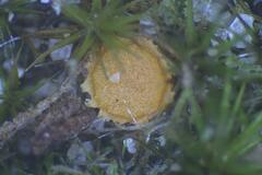 Octospora maireana