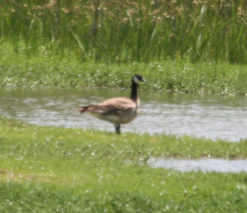 Branta canadensis observed 2015-07-09