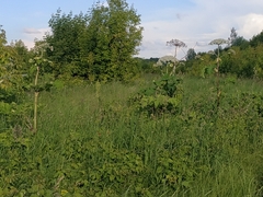 Heracleum sosnowskyi